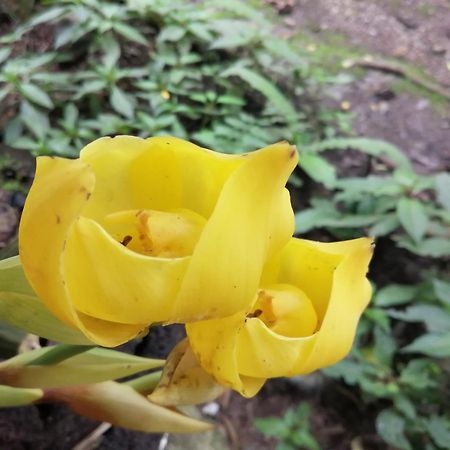 Refugio De Orquideas Villa Oxapampa Ngoại thất bức ảnh