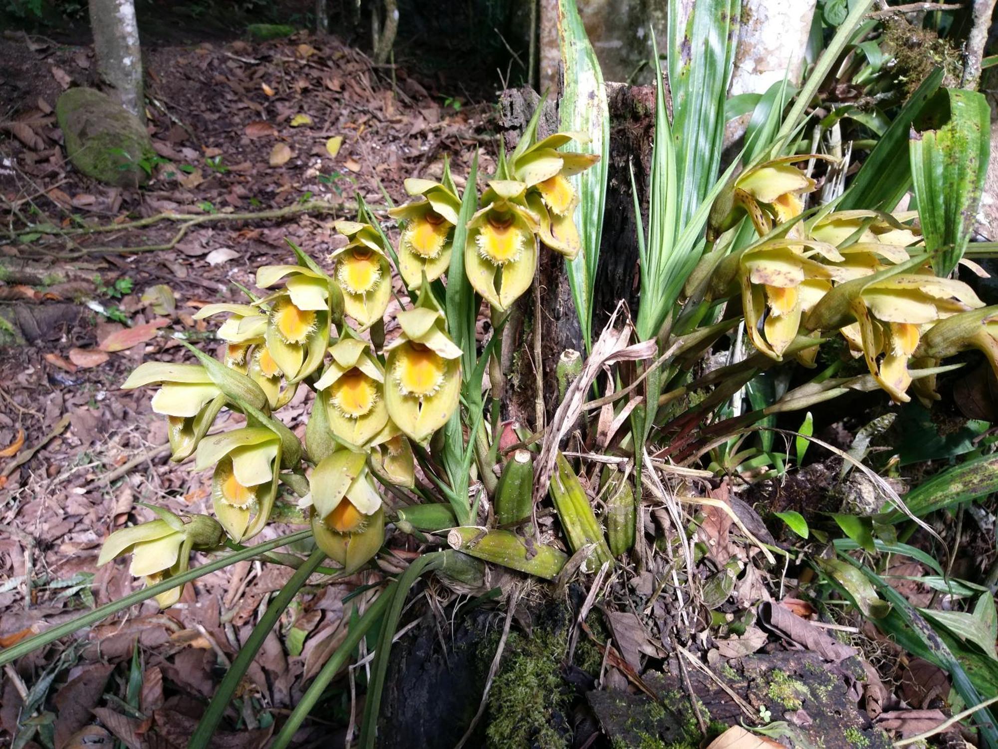 Refugio De Orquideas Villa Oxapampa Ngoại thất bức ảnh