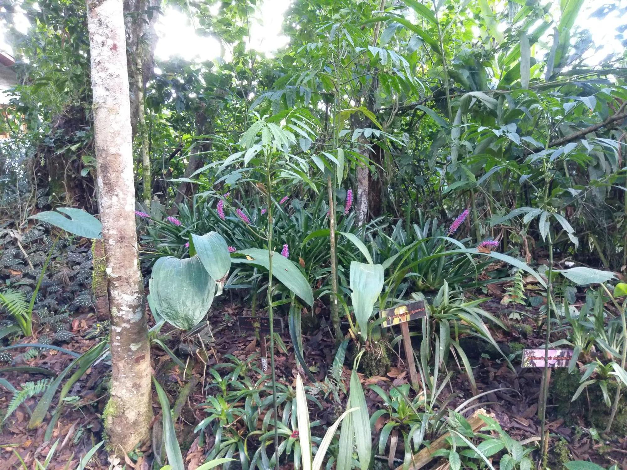 Refugio De Orquideas Villa Oxapampa Ngoại thất bức ảnh