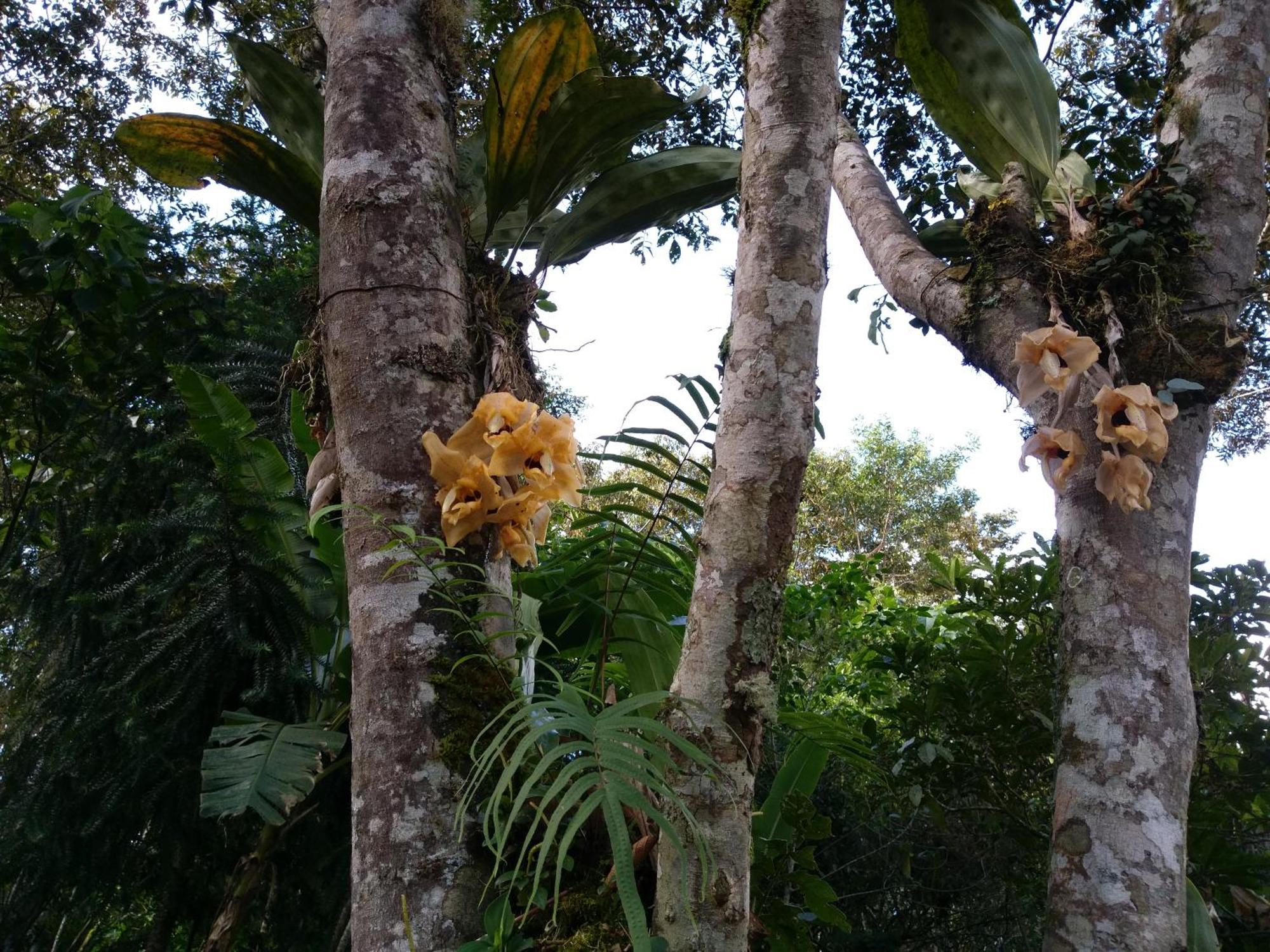 Refugio De Orquideas Villa Oxapampa Ngoại thất bức ảnh