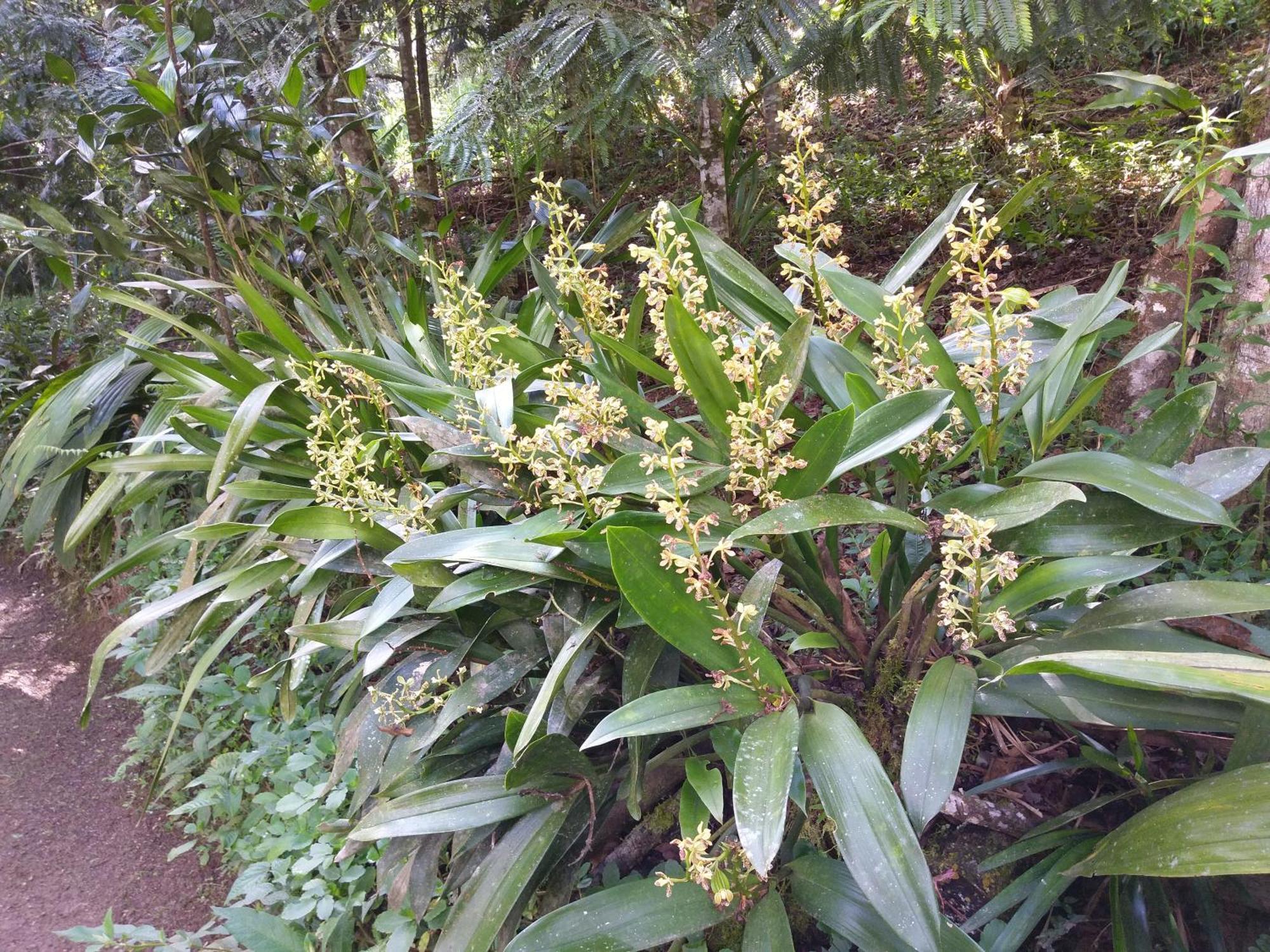 Refugio De Orquideas Villa Oxapampa Ngoại thất bức ảnh