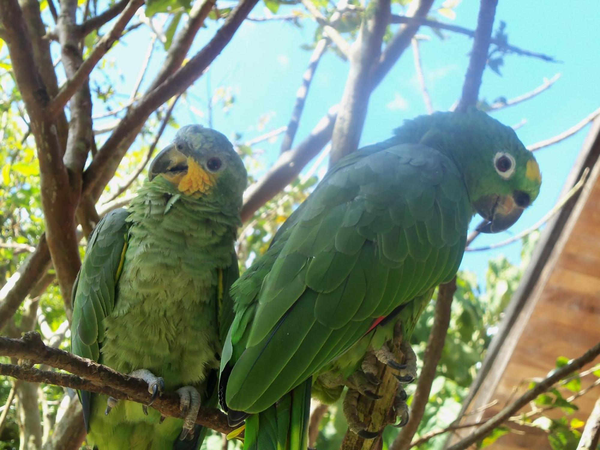 Refugio De Orquideas Villa Oxapampa Ngoại thất bức ảnh