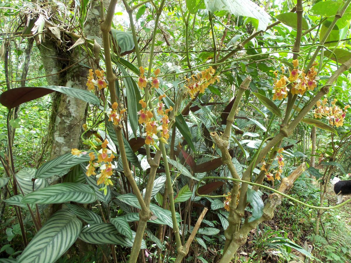 Refugio De Orquideas Villa Oxapampa Ngoại thất bức ảnh