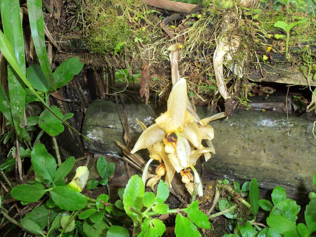 Refugio De Orquideas Villa Oxapampa Ngoại thất bức ảnh